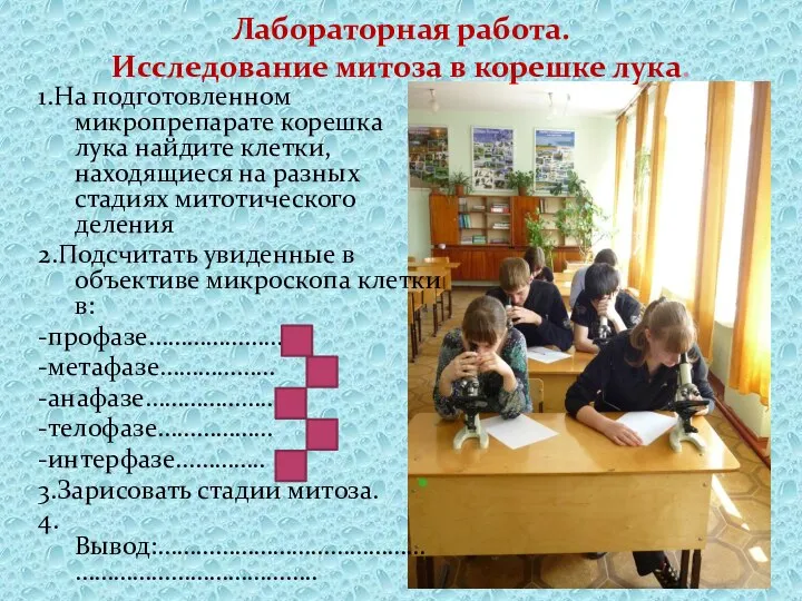 Лабораторная работа. Исследование митоза в корешке лука. 1.На подготовленном микропрепарате корешка лука