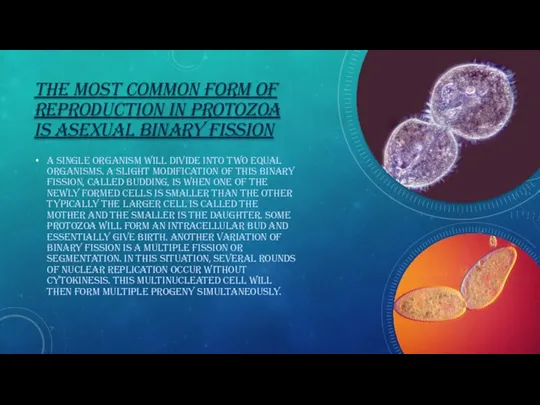THE MOST COMMON FORM OF REPRODUCTION IN PROTOZOA IS ASEXUAL BINARY FISSION