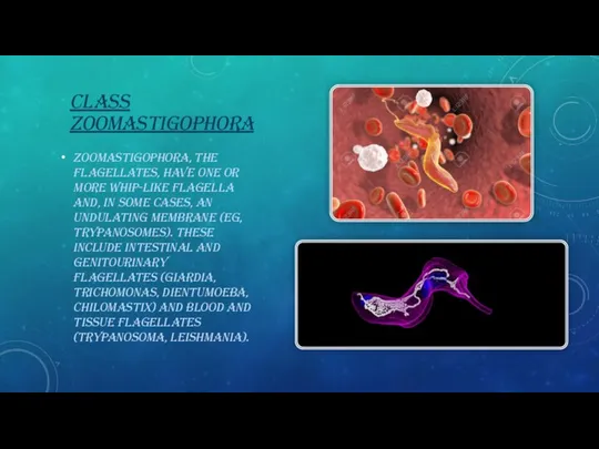 CLASS ZOOMASTIGOPHORA ZOOMASTIGOPHORA, the flagellates, have one or more whip-like flagella and,