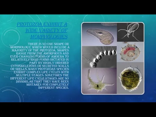 PROTOZOA EXHIBIT A WIDE VARIETY OF MORPHOLOGIES THERE IS NO ONE SHAPE