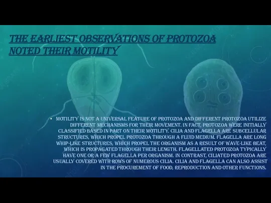 THE EARLIEST OBSERVATIONS OF PROTOZOA NOTED THEIR MOTILITY Motility is not a