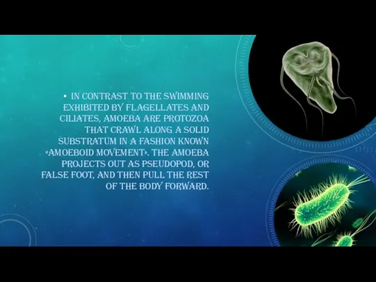 In contrast to the swimming exhibited by flagellates and ciliates, amoeba are