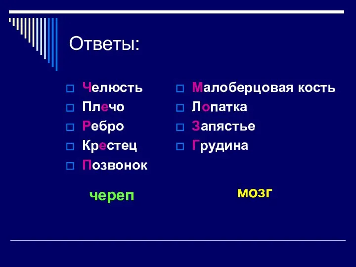 Ответы: Челюсть Плечо Ребро Крестец Позвонок Малоберцовая кость Лопатка Запястье Грудина череп мозг