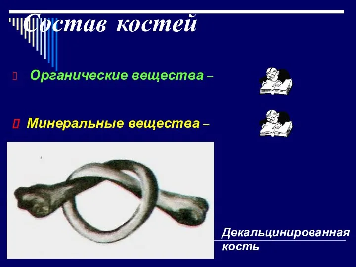 Состав костей Органические вещества – Минеральные вещества – Декальцинированная кость