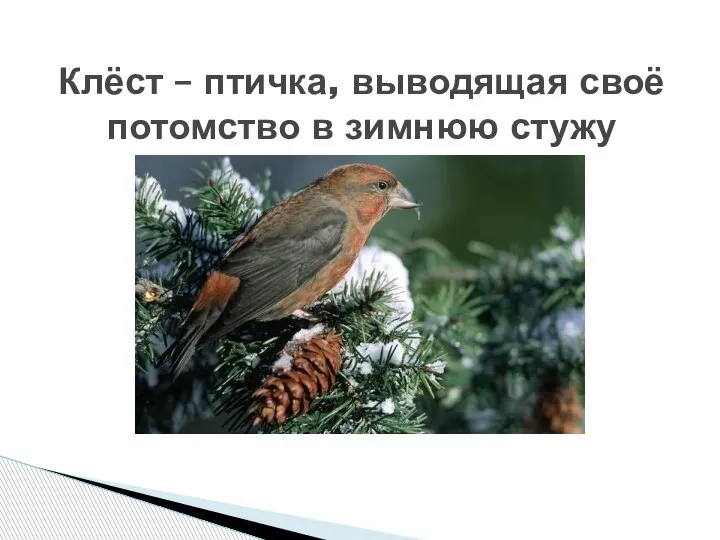 Клёст – птичка, выводящая своё потомство в зимнюю стужу