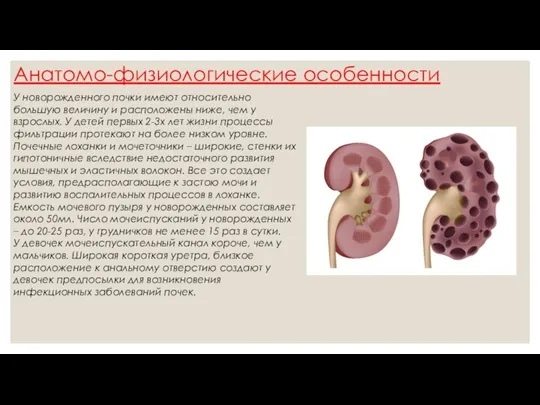 Анатомо-физиологические особенности У новорожденного почки имеют относительно большую величину и расположены ниже,