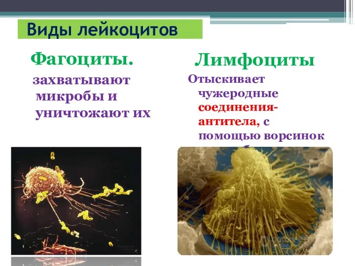 Виды лейкоцитов Фагоциты. захватывают микробы и уничтожают их Лимфоциты Отыскивает чужеродные соединения-антитела,