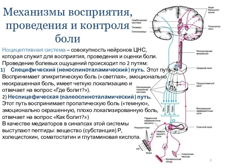 Механизмы восприятия, проведения и контроля боли Ноцицептивная система – совокупность нейронов ЦНС,