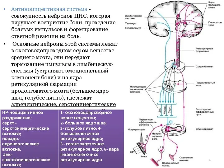 Антиноцицептивная система - совокупность нейронов ЦНС, которая нарушает восприятие боли, проведение болевых