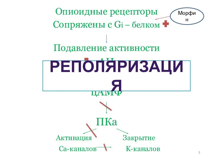 Опиоидные рецепторы Сопряжены с Gi – белком Подавление активности АЦ цАМФ ПКа