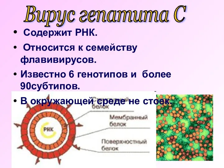 Содержит РНК. Относится к семейству флавивирусов. Известно 6 генотипов и более 90субтипов.