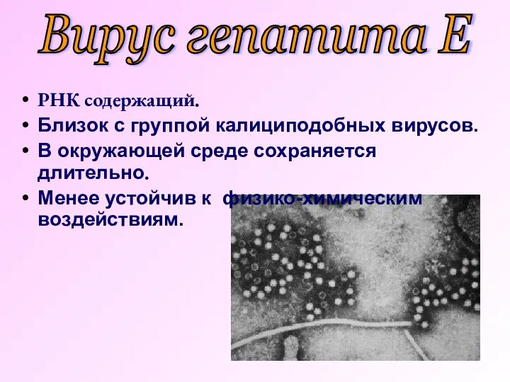 РНК содержащий. Близок с группой калициподобных вирусов. В окружающей среде сохраняется длительно.