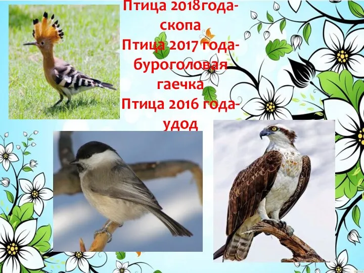 Птица 2018года- скопа Птица 2017 года-буроголовая гаечка Птица 2016 года- удод