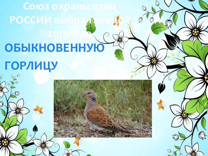 ОБЫКНОВЕННУЮ ГОРЛИЦУ Союз охраны птиц РОССИИ выбрал птицей 2019года