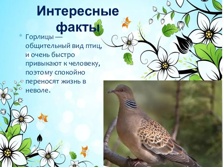 Интересные факты Горлицы — общительный вид птиц, и очень быстро привыкают к