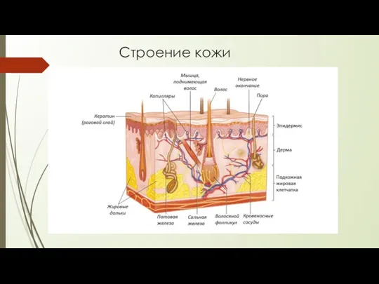 Строение кожи