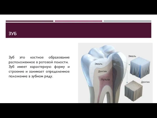 ЗУБ Зуб это костное образование расположенное в ротовой полости. Зуб имеет характерную