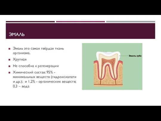 ЭМАЛЬ Эмаль это самая твёрдая ткань организма. Хрупкая Не способна к регенерации