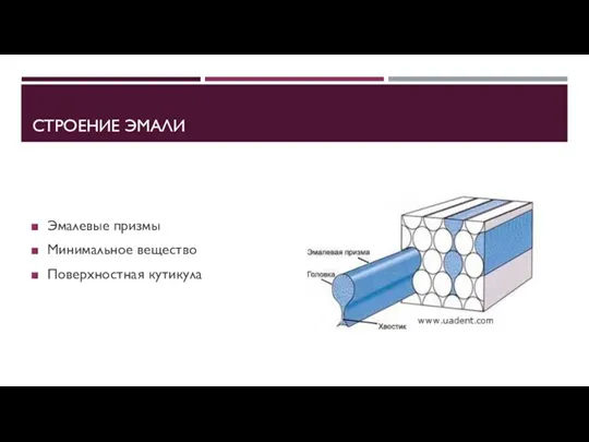 СТРОЕНИЕ ЭМАЛИ Эмалевые призмы Минимальное вещество Поверхностная кутикула