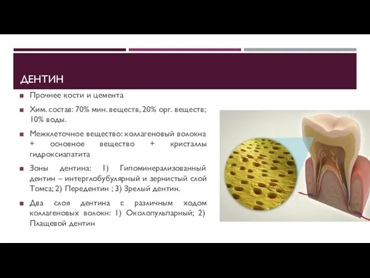 ДЕНТИН Прочнее кости и цемента Хим. состав: 70% мин. веществ, 20% орг.