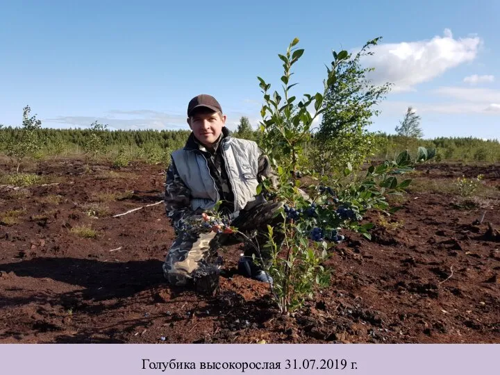 Голубика высокорослая 31.07.2019 г.