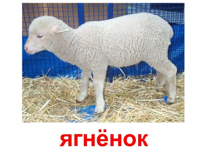 ягнёнок