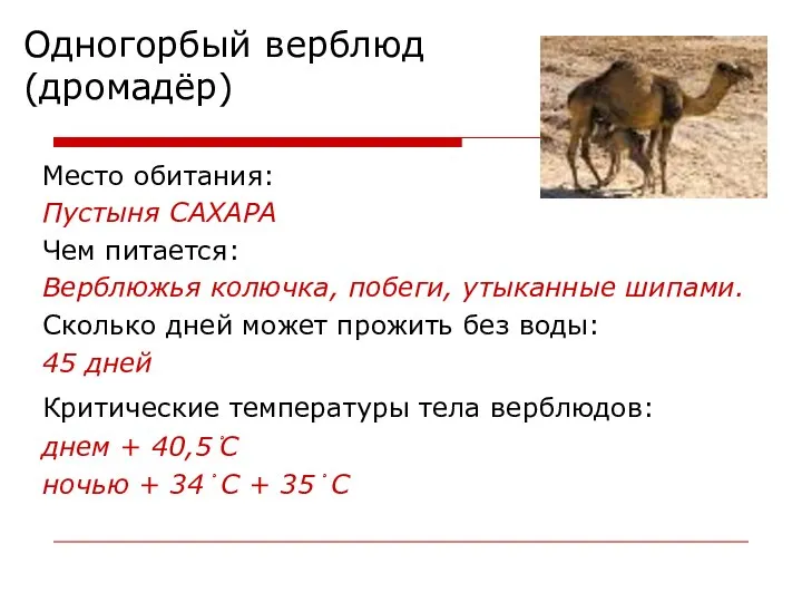 Одногорбый верблюд (дромадёр) Место обитания: Пустыня САХАРА Чем питается: Верблюжья колючка, побеги,