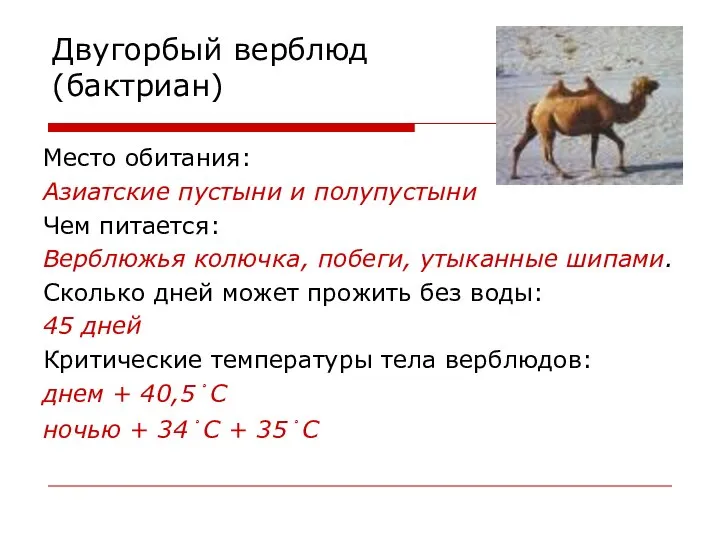 Двугорбый верблюд (бактриан) Место обитания: Азиатские пустыни и полупустыни Чем питается: Верблюжья