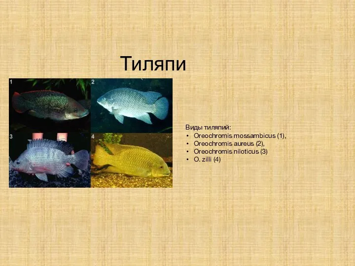 Тиляпия Виды тиляпий: Oreochromis mossambicus (1), Oreochromis aureus (2), Oreochromis niloticus (3) O. zilli (4)