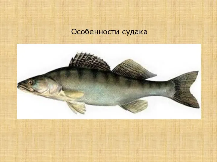 Особенности судака Судак — ценная промысловая рыба из се­мейства окуневых. Тело покрыто