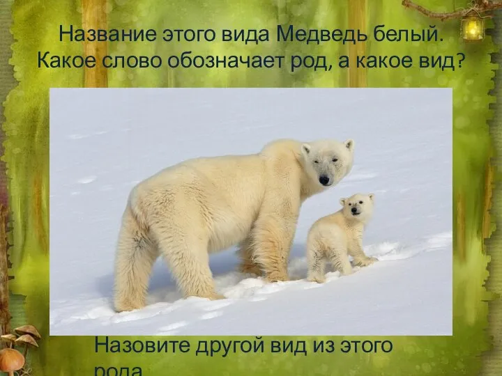 Название этого вида Медведь белый. Какое слово обозначает род, а какое вид?