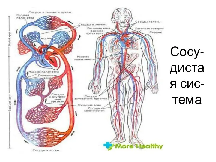 Сосу-дистая сис-тема