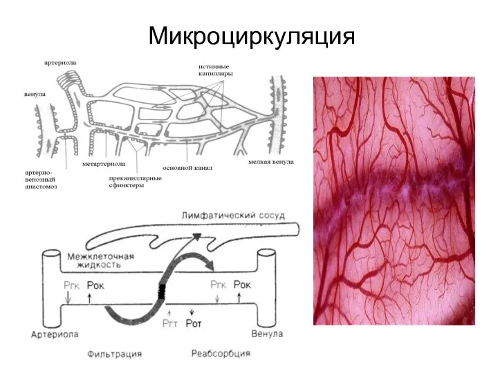 Микроциркуляция