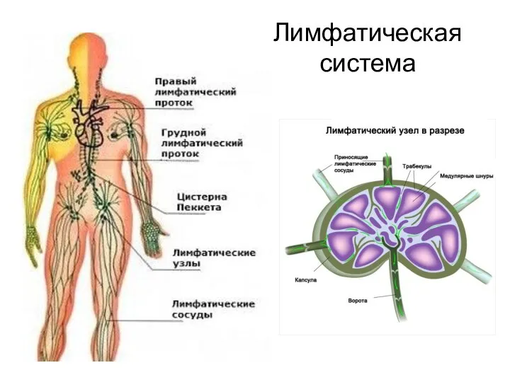 Лимфатическая система