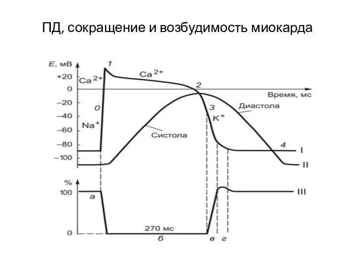 ПД, сокращение и возбудимость миокарда