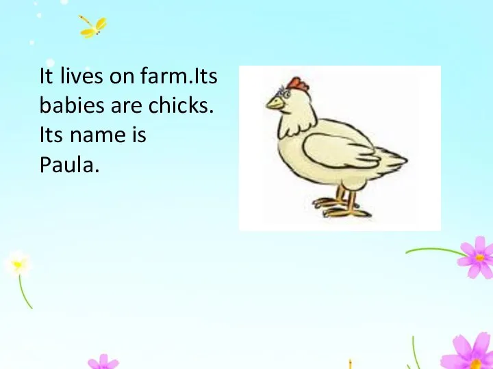 It lives on farm.Its babies are chicks. Its name is Paula.