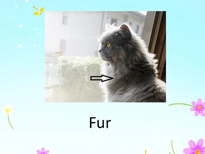 Fur