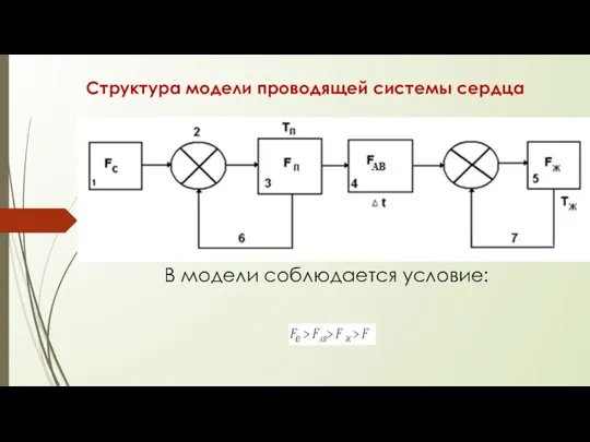 Структура модели проводящей системы сердца В модели соблюдается условие: