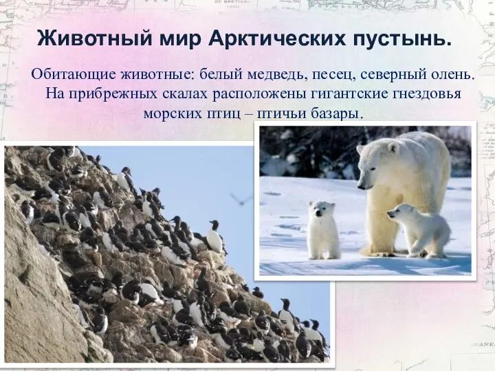 Животный мир Арктических пустынь. Обитающие животные: белый медведь, песец, северный олень. На