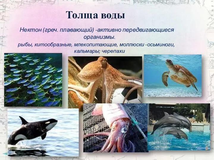Толща воды Нектон (греч. плавающий) -активно передвигающиеся организмы. рыбы, китообразные, млекопитающие, моллюски -осьминоги, кальмары; черепахи
