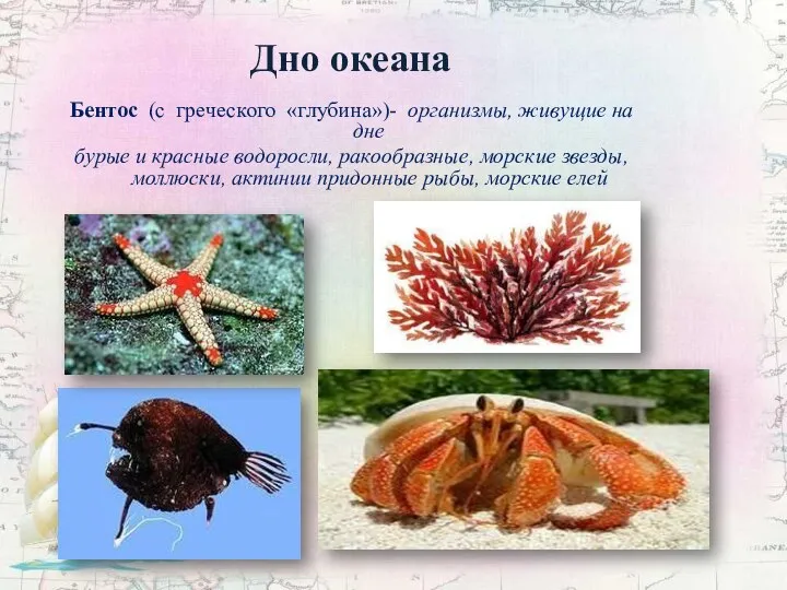 Дно океана Бентос (с греческого «глубина»)- организмы, живущие на дне бурые и