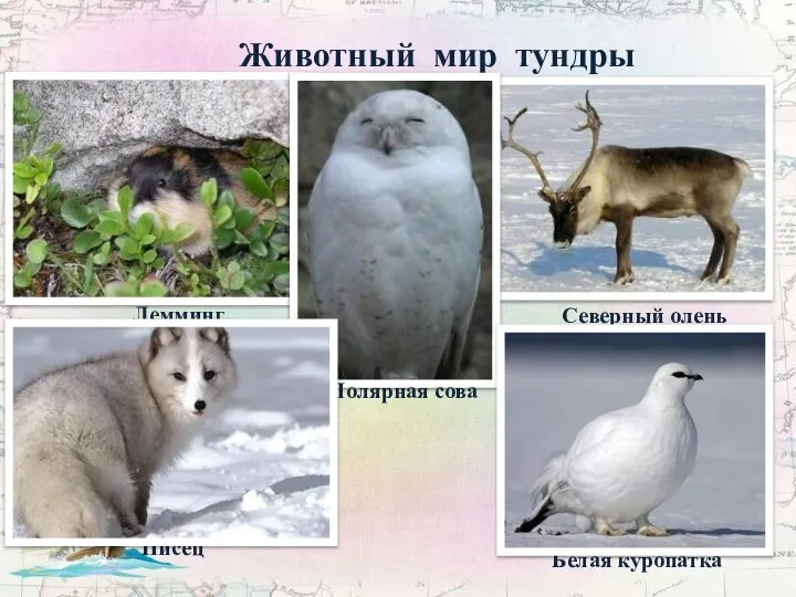 Животный мир тундры Лемминг Северный олень Полярная сова Писец Белая куропатка
