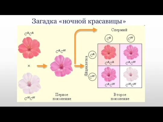 Загадка «ночной красавицы»