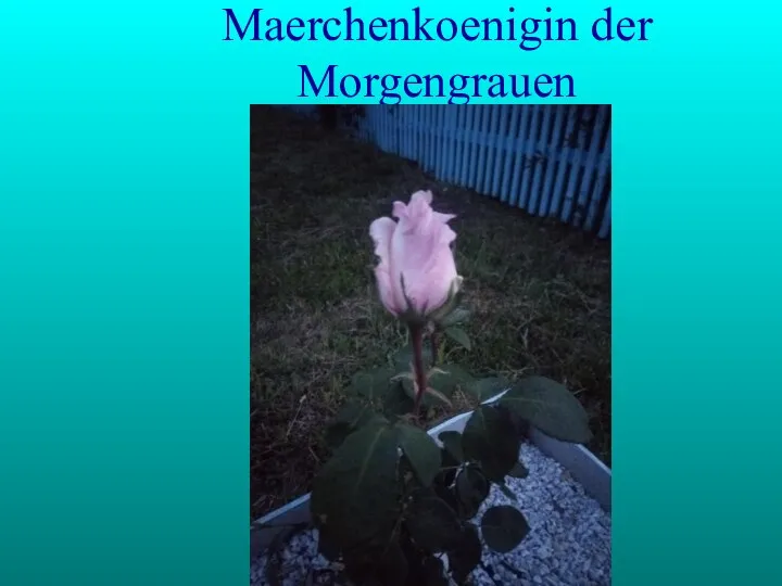 Maerchenkoenigin der Morgengrauen