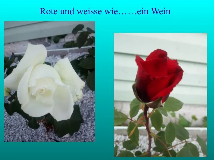 Rote und weisse wie……ein Wein