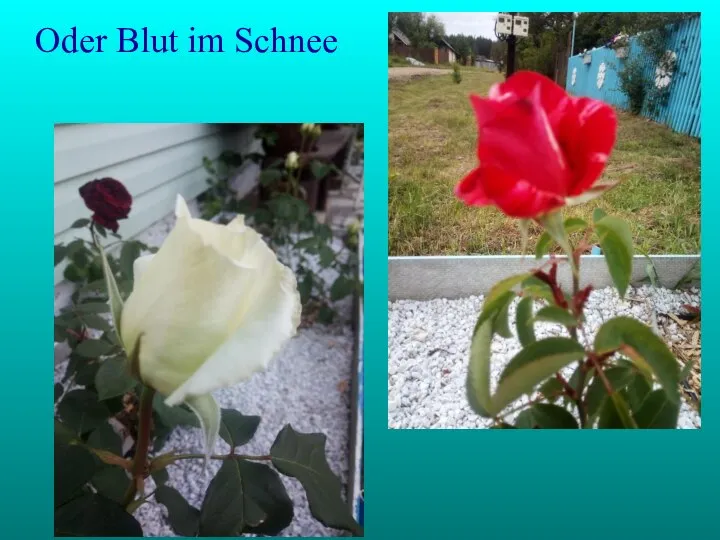 Oder Blut im Schnee