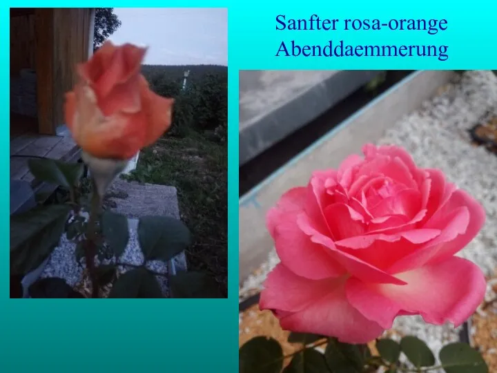 Sanfter rosa-orange Abenddaemmerung