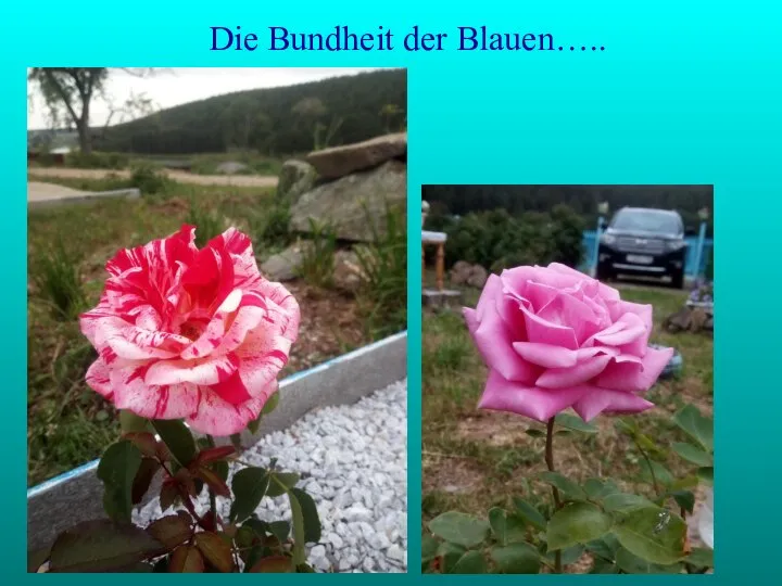 Die Bundheit der Blauen…..