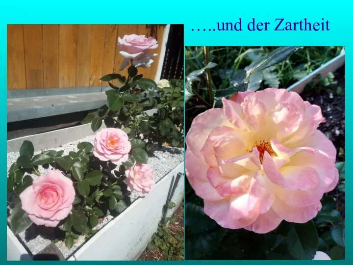 …..und der Zartheit