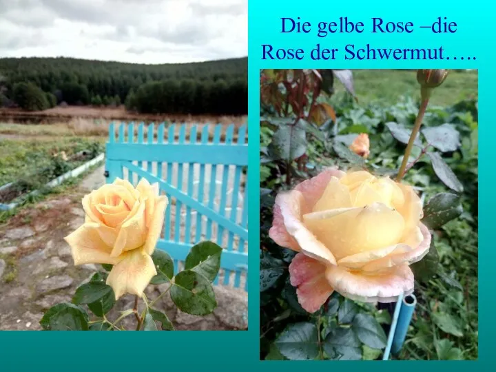 Die gelbe Rose –die Rose der Schwermut…..